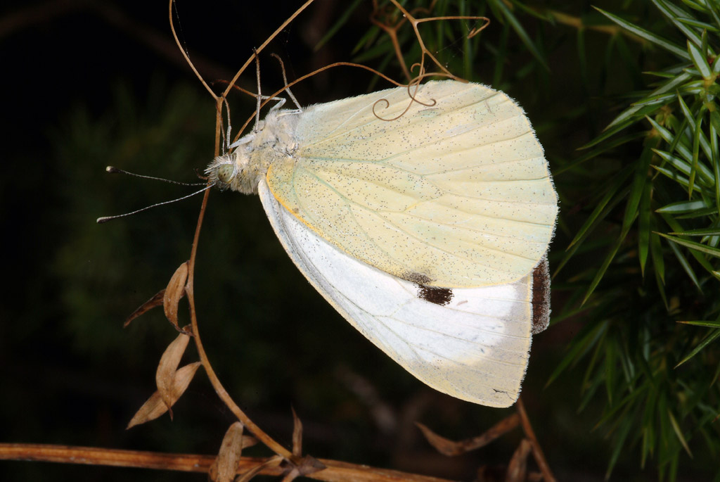 Farfalla da determinare 1 - Pieris brassicae